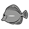 Marine Fish