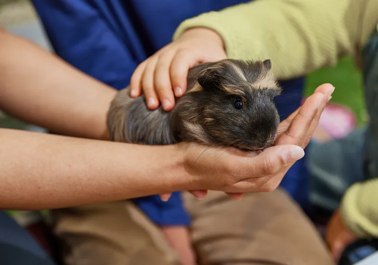 Children meeting pets