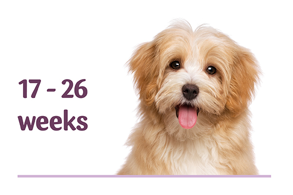 Puppy Playtime Small Puppies – 17 to 26 weeks