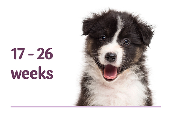 Puppy Playtime Medium to Large puppies – 17 to 26 weeks