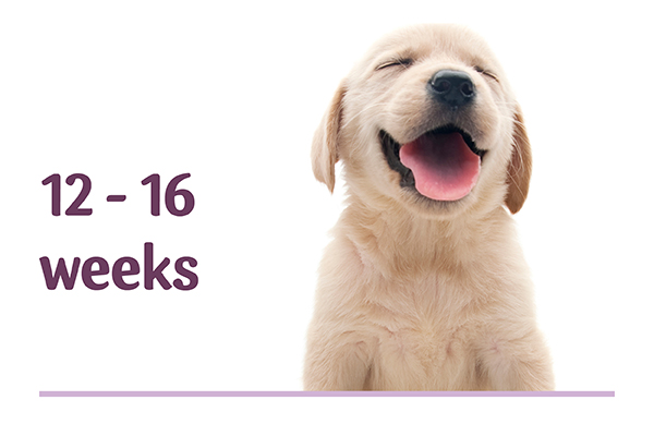 Puppy Playtime Medium to Large puppies – 12 to 16 weeks