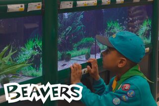 Beaver Scout Animal Friend Workshop